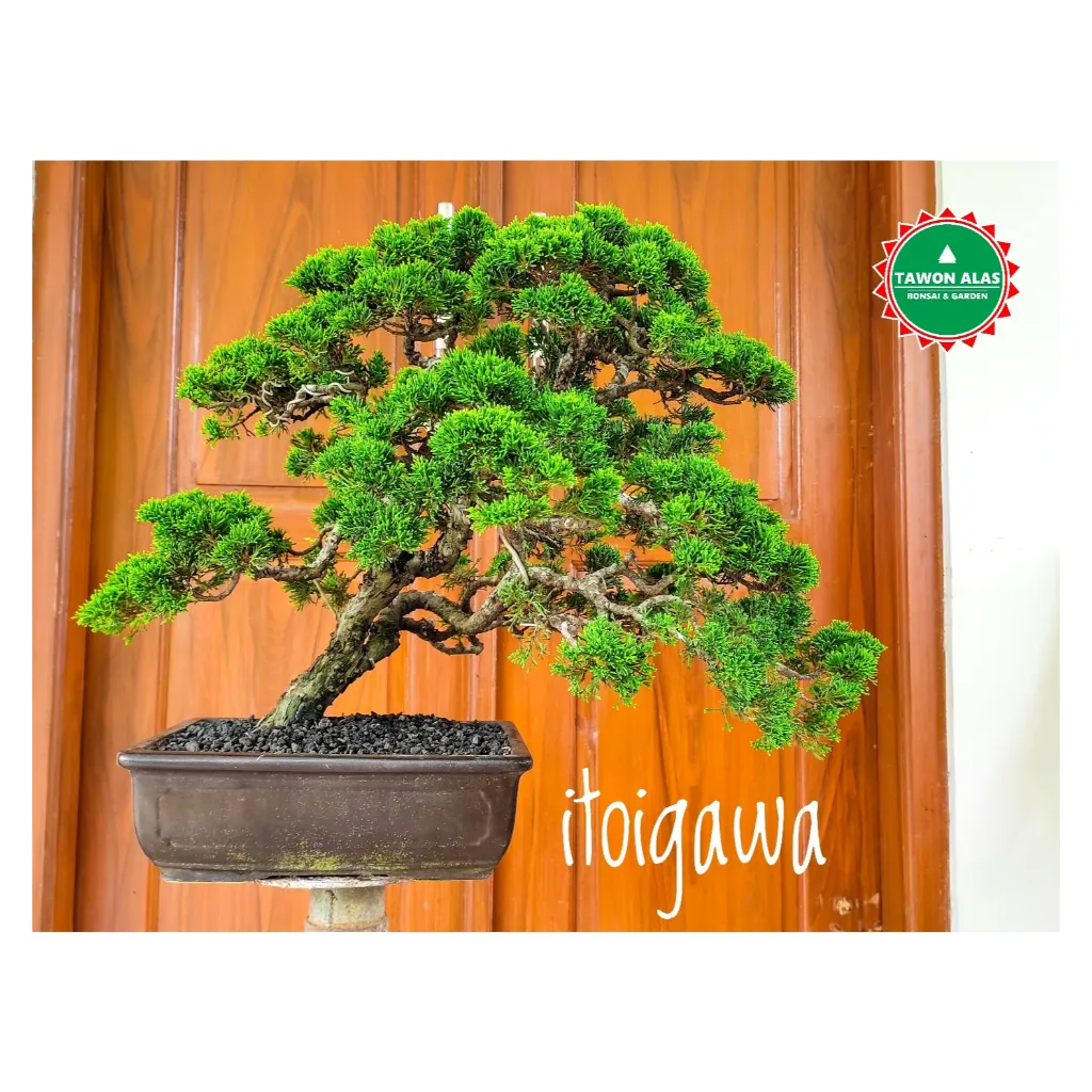 Tawon Alas Bonsai & Garden: Seni Merawat Taman di Tengah Kota Cilacap